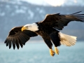BaldEagle