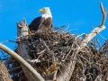 BaldEagle_inNest_0053M