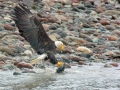 BaldEagle_withSalmon_8611M