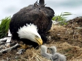 Bald_Eagle_HBE