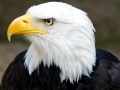 Bald_Eagle_Head_2_(6021915997)