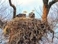 Bald_Eagle_Nest_xgaplus