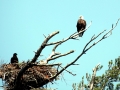 Bald_Eagle_guarding_its_nest_(5924277825)