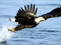 alaska eagles fishing bald eagles 1920x1080 wallpaper_www.wallpaperhi.com_10