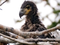 baby-bald-eagle-sits-in-nest-with-branches
