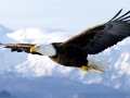 bald-eagle (1)