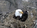 baldeagle2