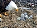 baldeagle_1427831517339_15907806_ver1.0_640_480