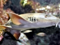 Bamboo Shark