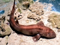 Bamboo Shark