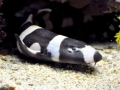 Bamboo Shark