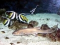 Bamboo Shark