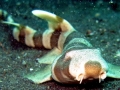 Bamboo Shark