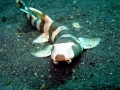 Bamboo Shark