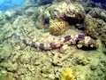 Bamboo Shark