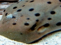Bamboo Shark