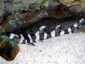 Bamboo Shark
