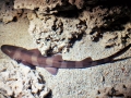 Bamboo Shark