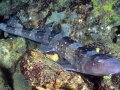 Bamboo Shark
