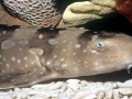 Bamboo Shark