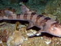 Bamboo Shark