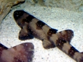 Bamboo Shark