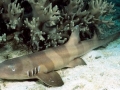 Bamboo Shark