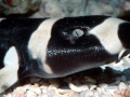 Bamboo Shark