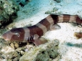 Bamboo Shark