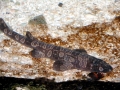 Bamboo Shark