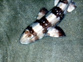 Bamboo Shark