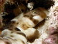Bamboo Shark
