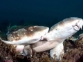 Bamboo Shark