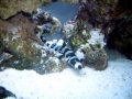 Bamboo Shark