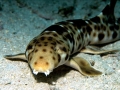 Bamboo Shark