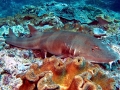 Bamboo Shark