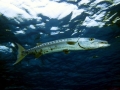 Great Barracuda