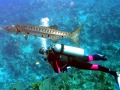 Great Barracuda