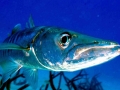 Great Barracuda