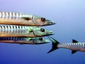 Great Barracuda