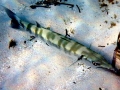 Great Barracuda