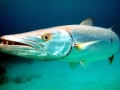Great Barracuda