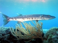 Great Barracuda
