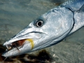 Great Barracuda