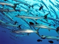 Great Barracuda