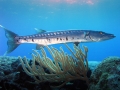 Great Barracuda
