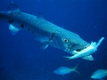 Great Barracuda