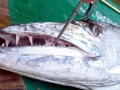 Great Barracuda