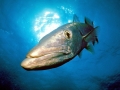 Great Barracuda