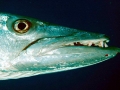 Great Barracuda